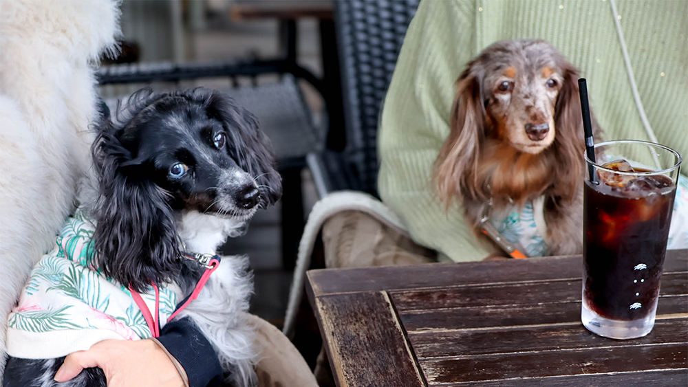 わんこと一緒に楽しむカフェタイム